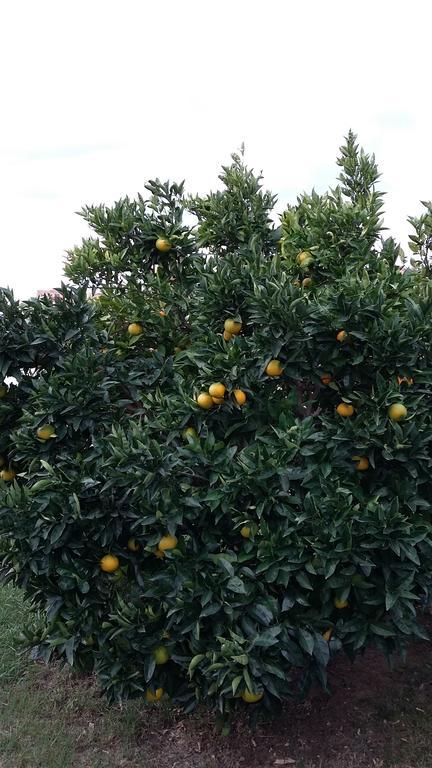 בפורטורוז Apartment Orange Tree מראה חיצוני תמונה